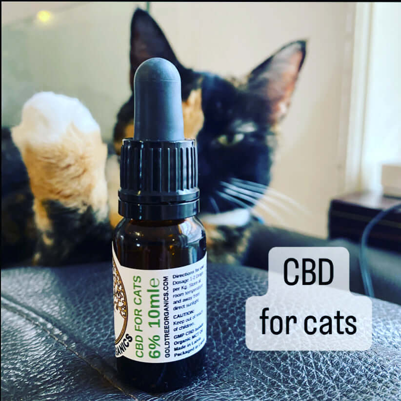 Gold Tree Organics THC free cat CBD drops in a glass bottle with dropper, ideal for calming cats