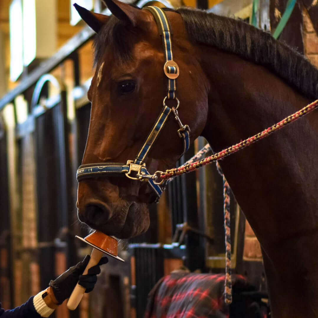 Gold Tree Organics Horse Lollypop natural treat fed to brown horse in stable by gloved hand
