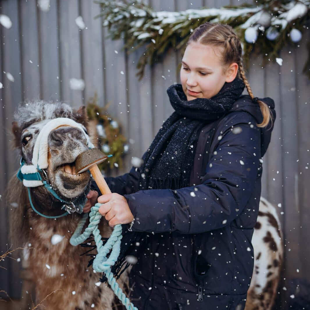 Girl in winter coat feeding a pony a Horse Lollypop on a wooden handle outside in falling snow