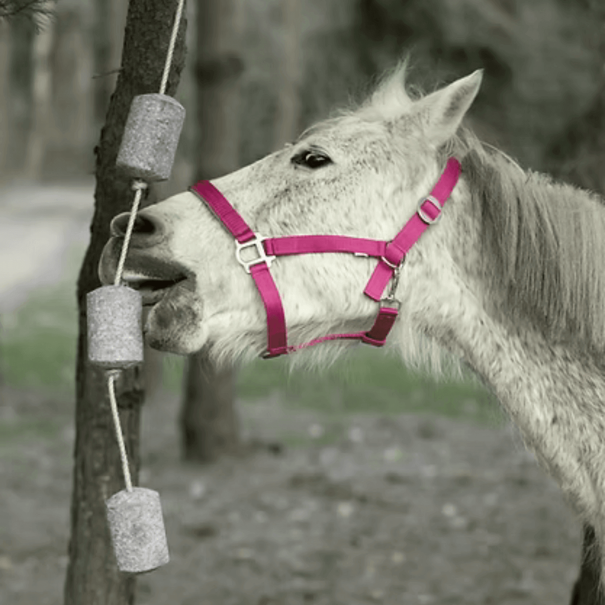 Grey horse in pink halter licking hanging cylindrical equine natural reward block from a tree by Gold Tree Organics