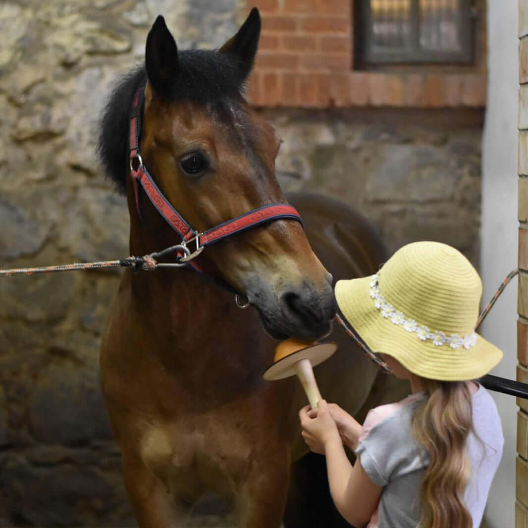 Child caring for a horse while learning Welsh Cob vs Thoroughbred care tips with natural supplements