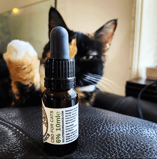 CBD oil dropper bottle for cats with a calico cat in the background showing how to choose pet CBD products