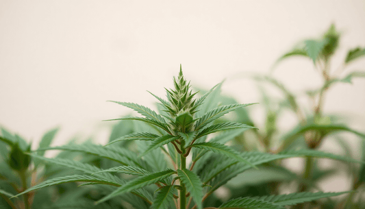 Close-up of healthy cannabis plant highlighting features for how to choose the right CBD strength