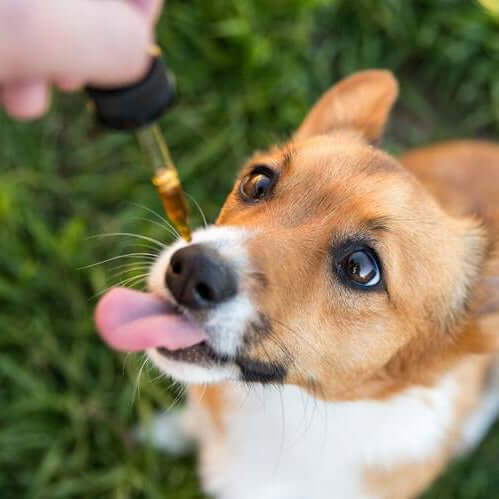 A dog eagerly receiving CBD oil for dogs benefits from a dropper for improved health and calmness