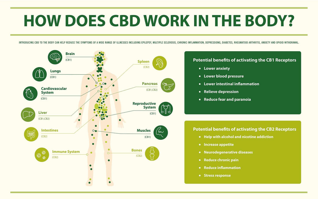 Infographic explaining how does CBD affect the body with benefits of activating CB1 and CB2 receptors