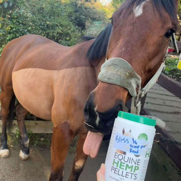 Brown horse showing interest in a container of equine hemp pellets benefits for horse health