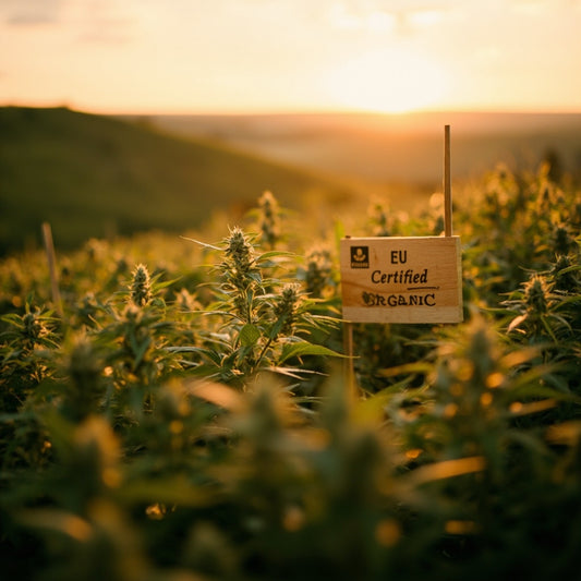 Organic hemp field at sunrise illustrating the difference between CBD and THC