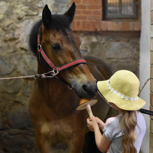 Young girl offering a Horse Lollypop on a wooden stick to a brown horse in a stable